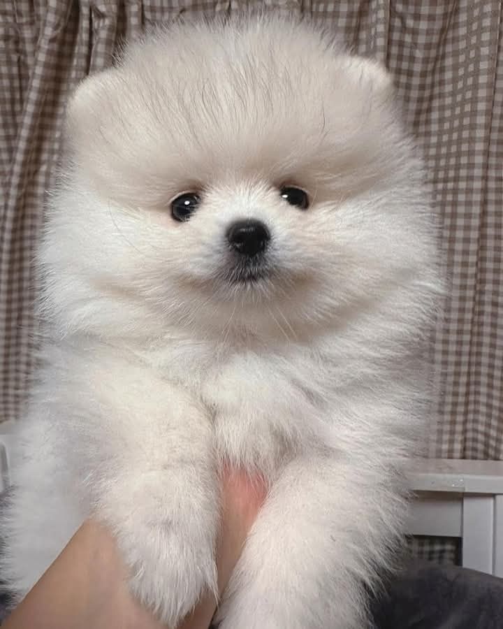 pomeranian welpen