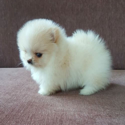 pomeranian welpen