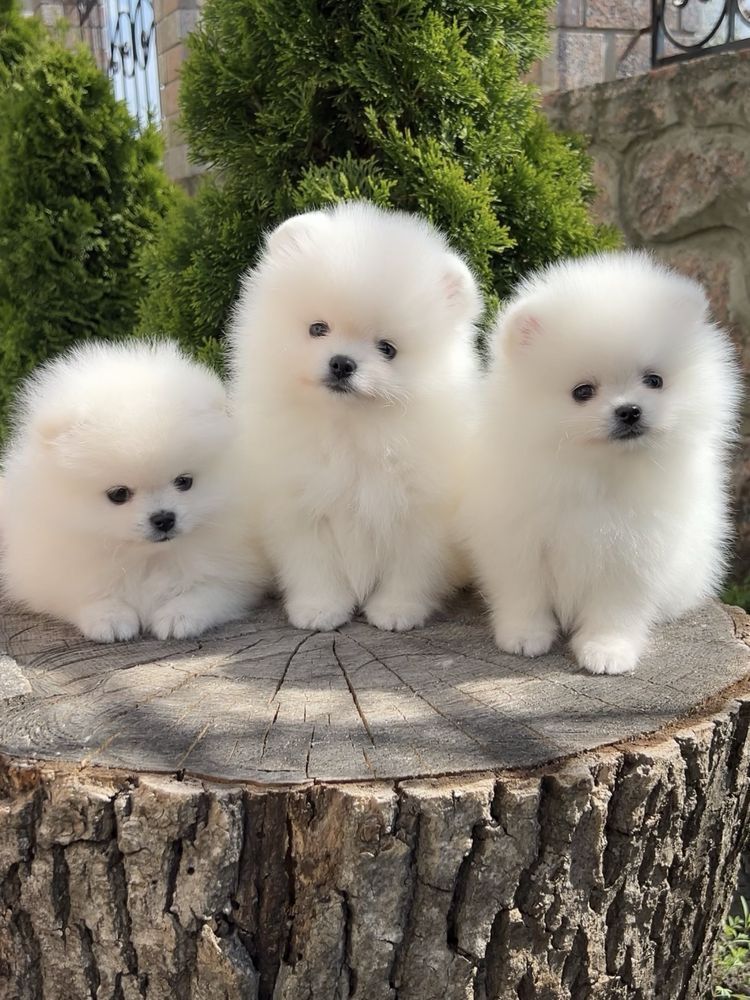 pomeranian welpen