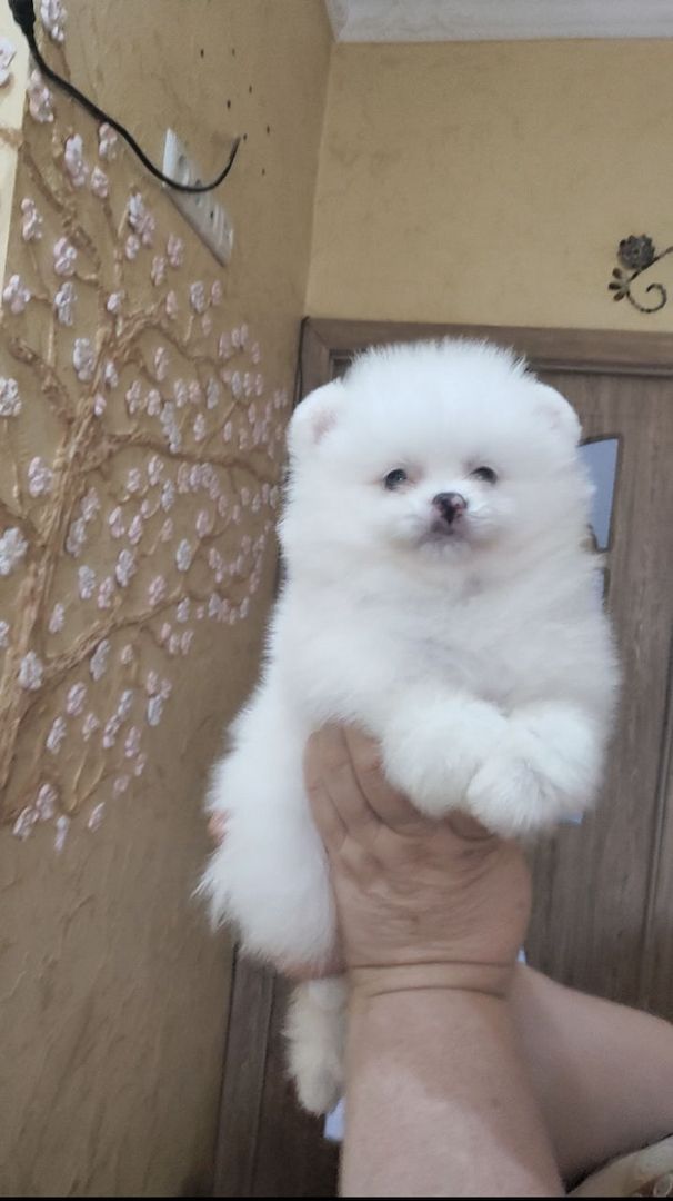 pomeranian welpen