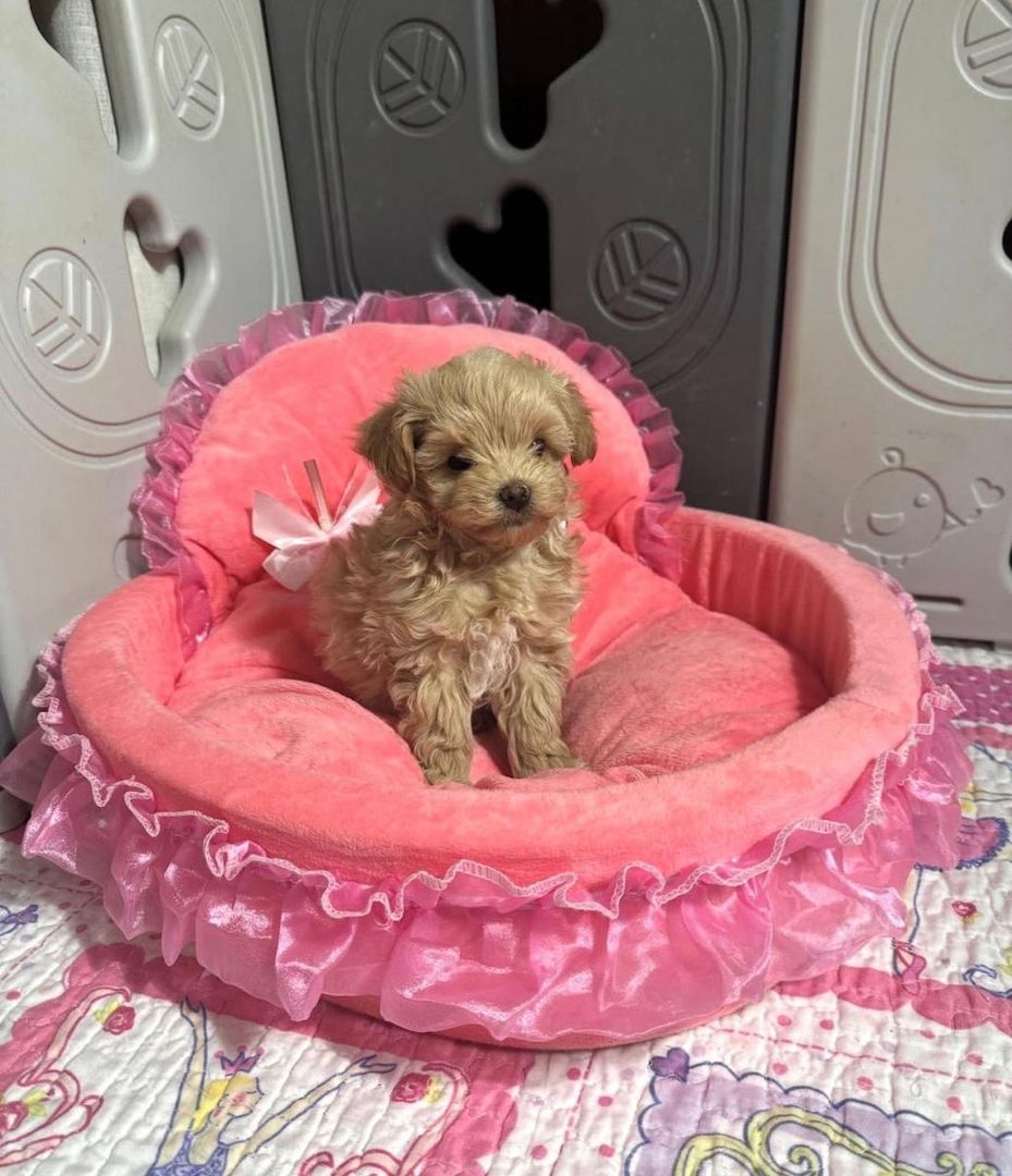 Entzückende Maltipoo-Welpen suchen ein liebevolles Zuhause