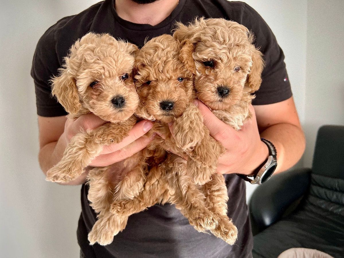 Entzückende Maltipoo-Welpen suchen ein liebevolles Zuhause