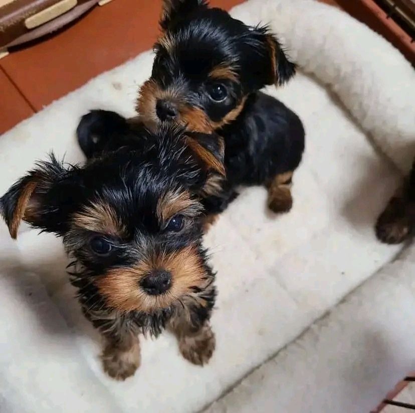 yorkshire terrier welpen