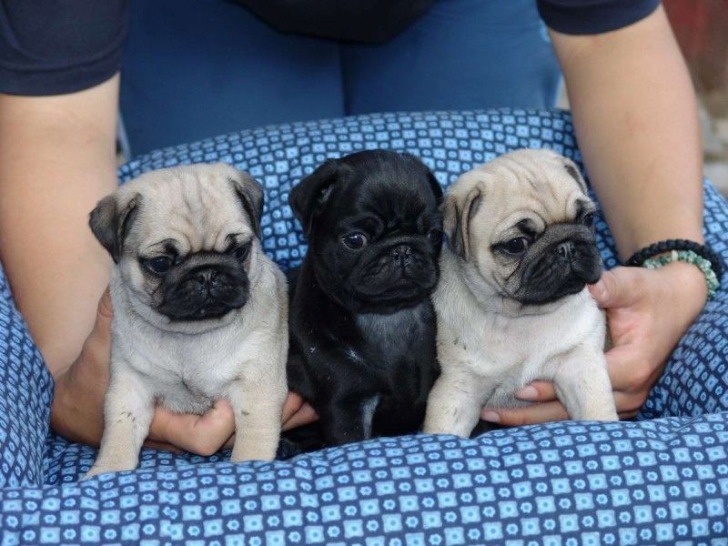 Mops-Welpen