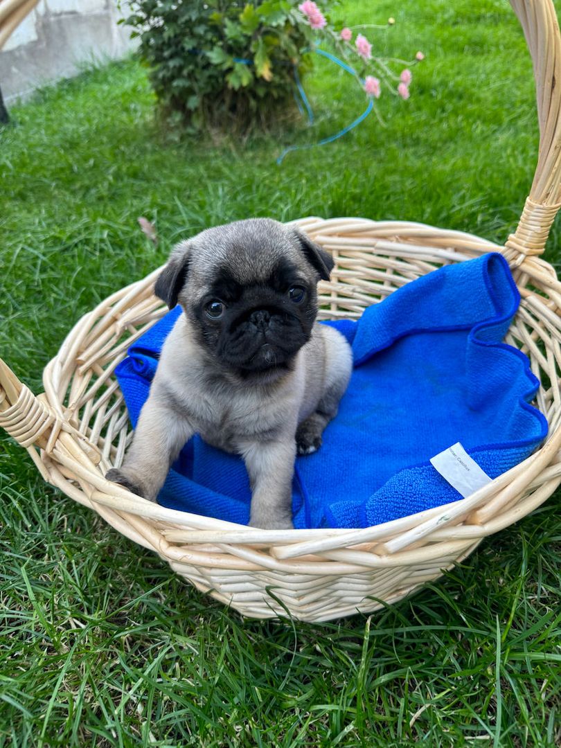 Mops-Welpen