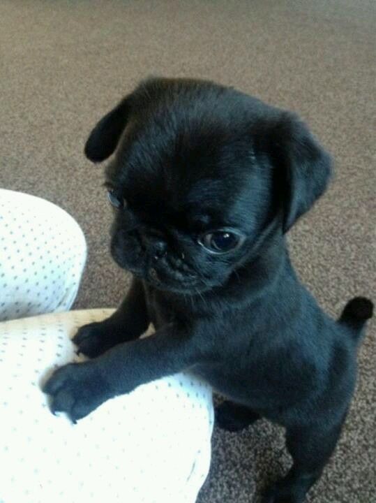Mops-Welpen