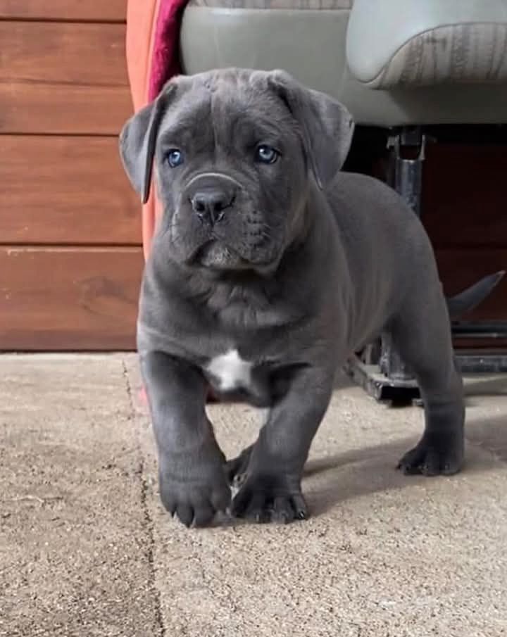 Cane-Corso-Welpen