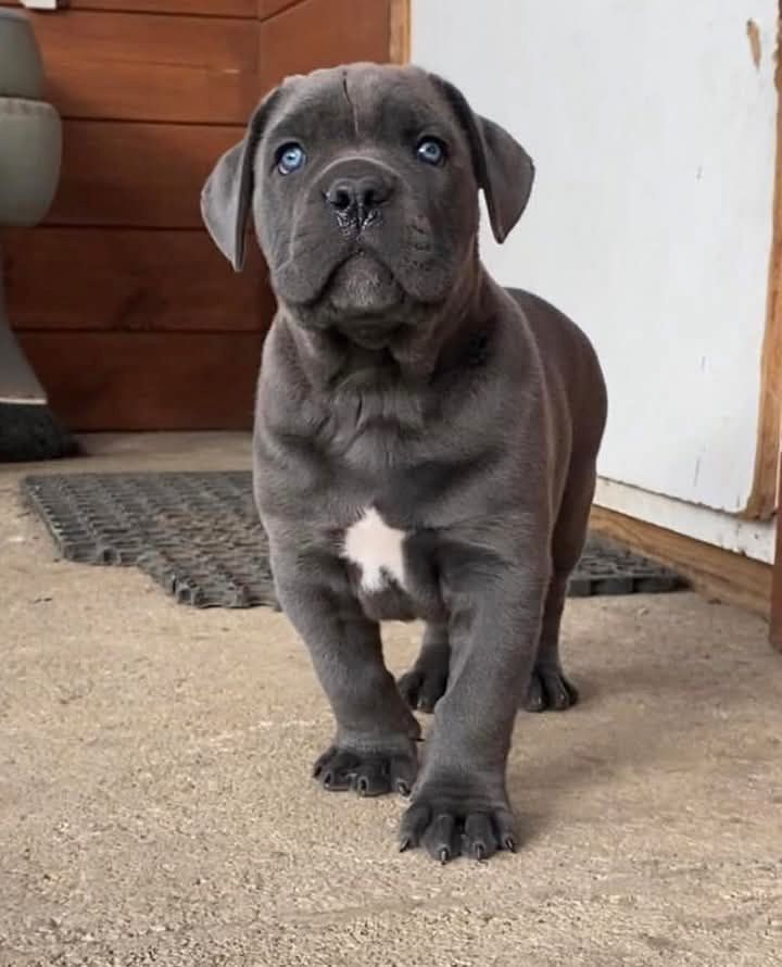 Cane-Corso-Welpen