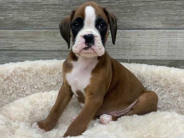 Boxerwelpen