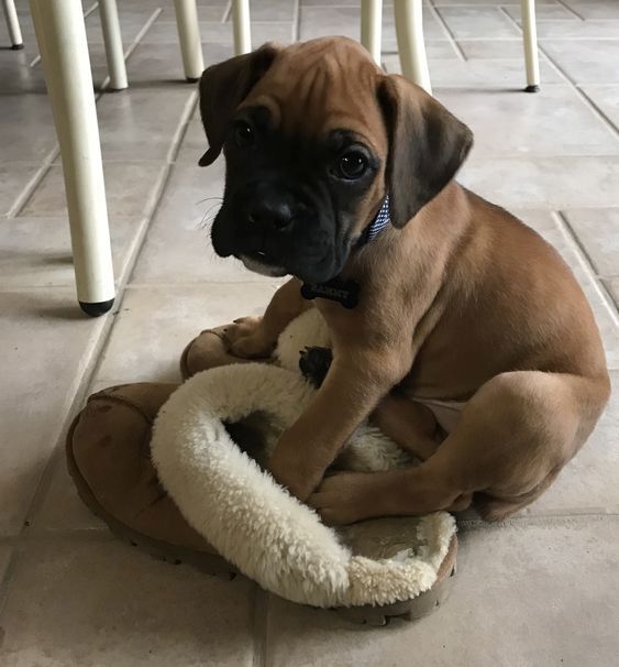 Boxerwelpen