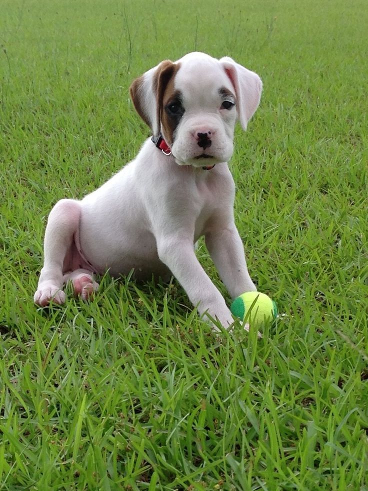 Boxerwelpen