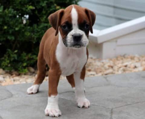 Boxerwelpen