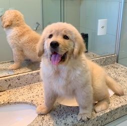 Golden-Retriever-Welpen