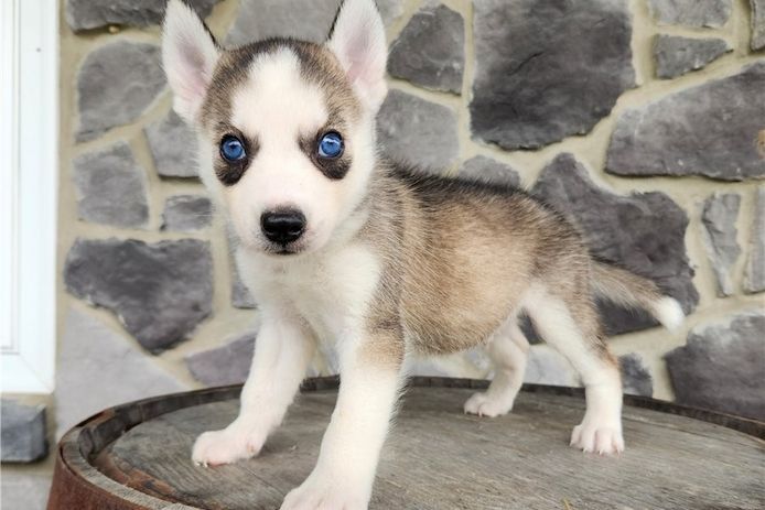 Siberian Husky-Welpen