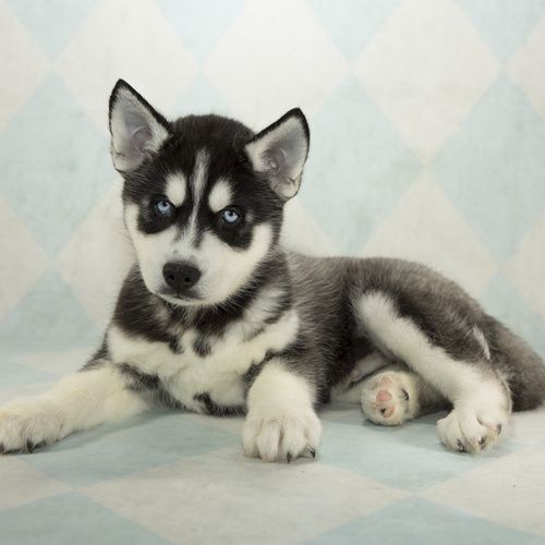 Siberian Husky-Welpen