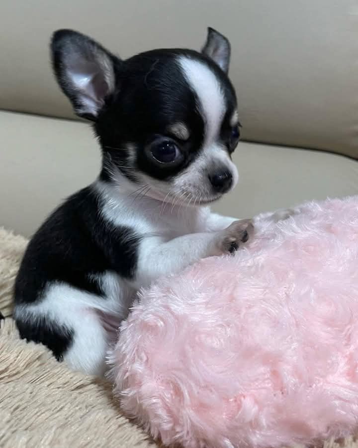 Chihuahua Welpen