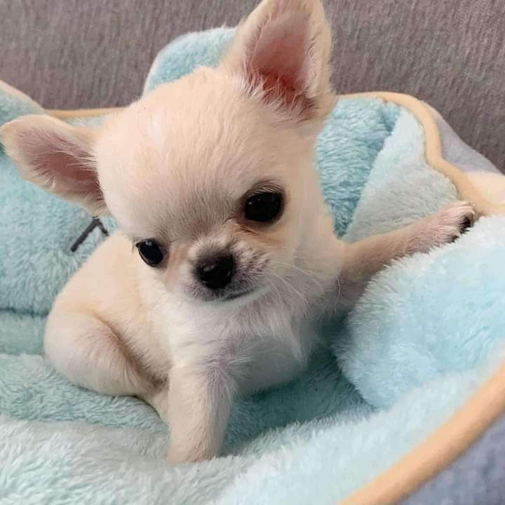 Chihuahua Welpen