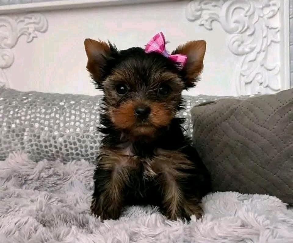 yorkshire terrier welpen