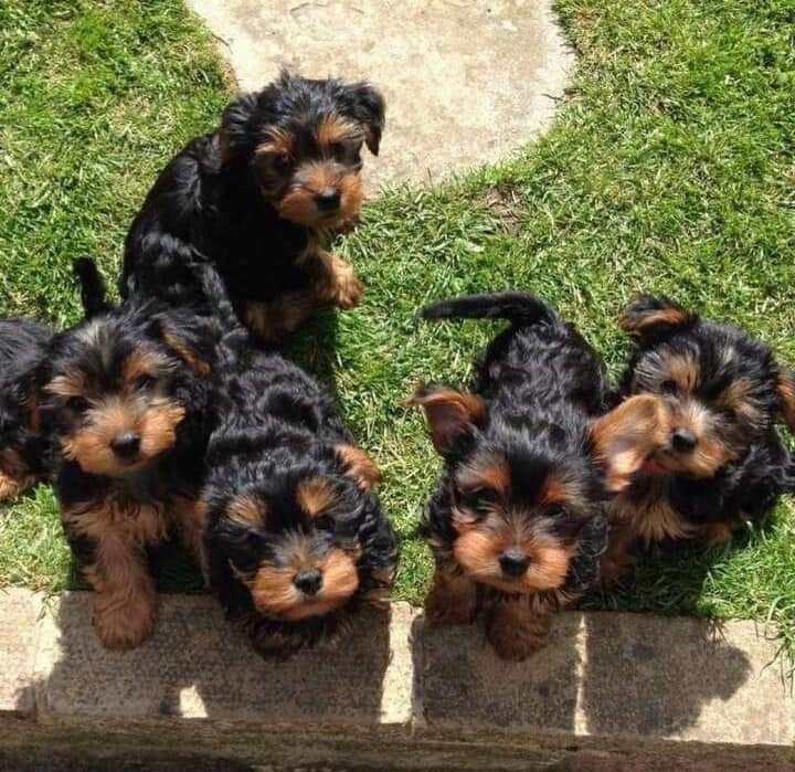 yorkshire terrier welpen