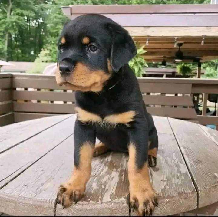 Rottweilerwelpen