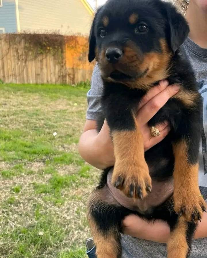 Rottweilerwelpen