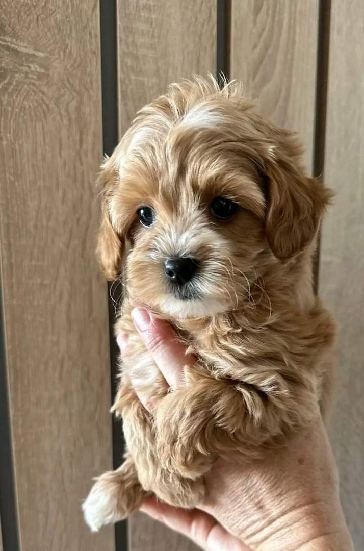 maltipoo welpen