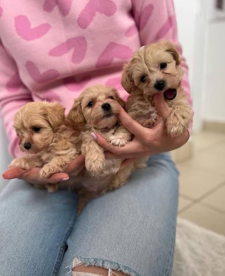 maltipoo welpen