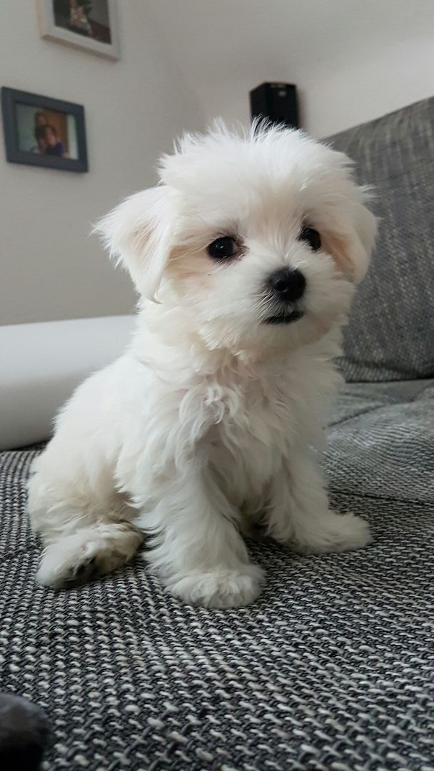 malteser welpen