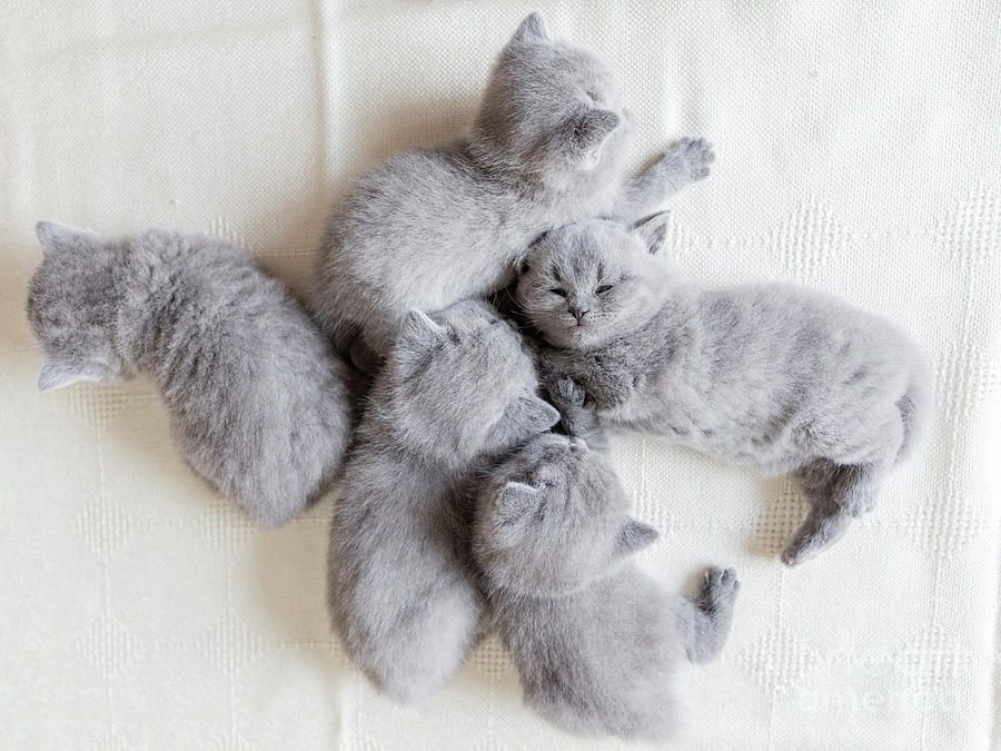 Britisch Kurzhaar Kater und Katzen