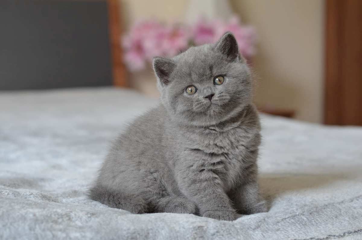 Britisch Kurzhaar Kater und Katzen
