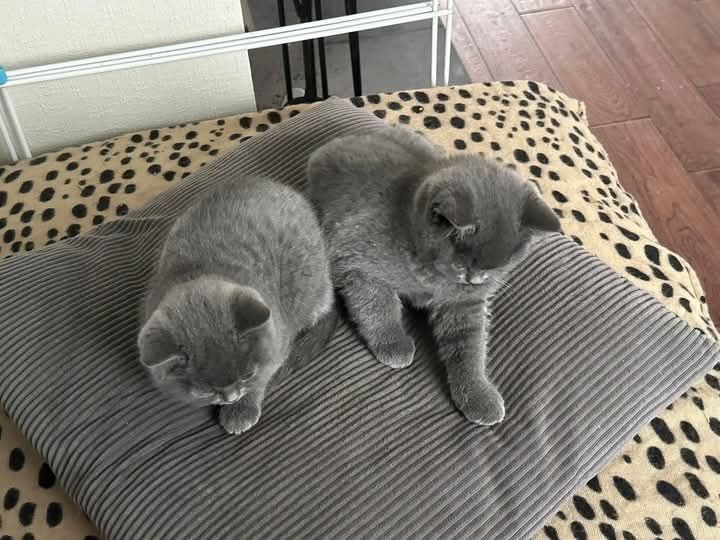Britisch Kurzhaar Kater und Katzen