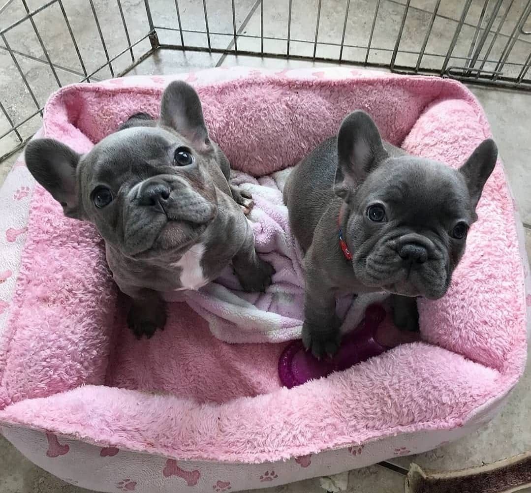 Französische Bulldoggen-Welpen suchen ein liebevolles Zuhause