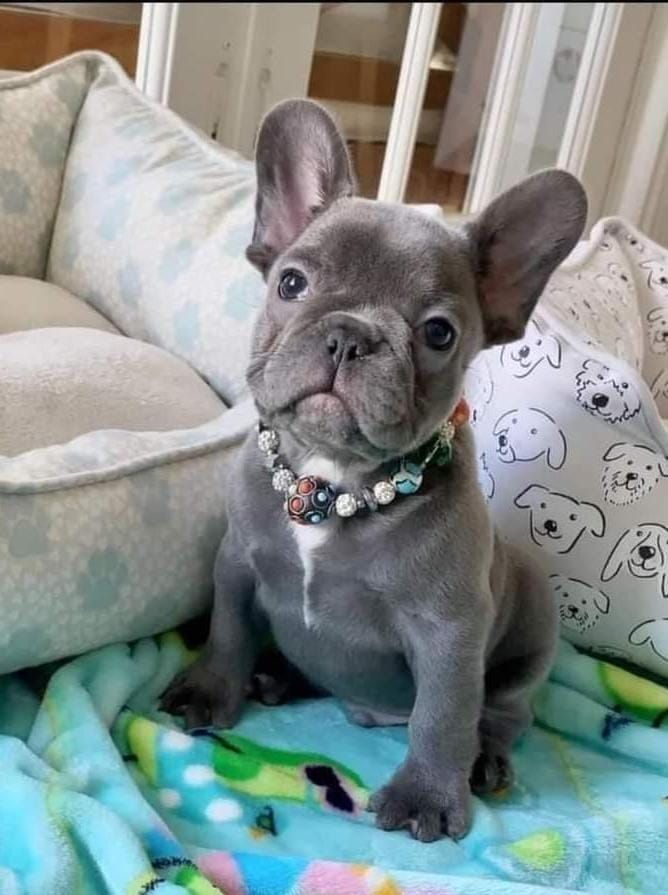 Französische Bulldoggen-Welpen suchen ein liebevolles Zuhause