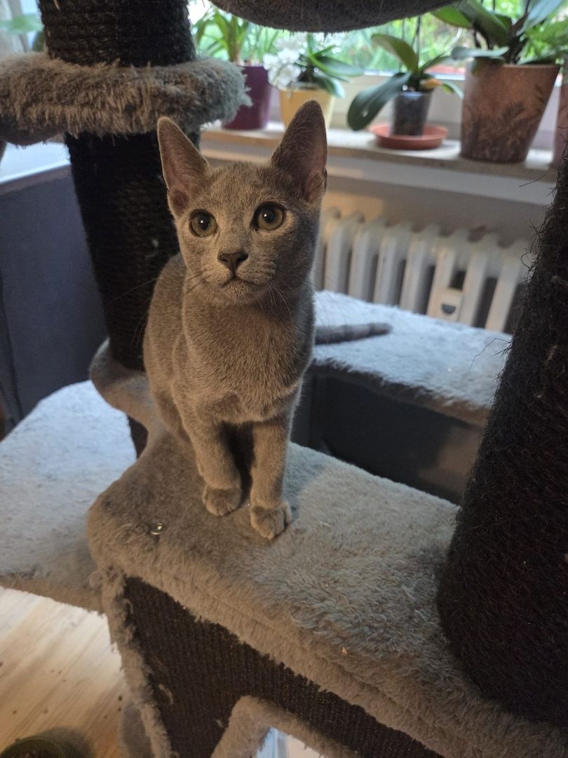 🐱 Wunderschöne Russisch Blau Katze – 8 Monate