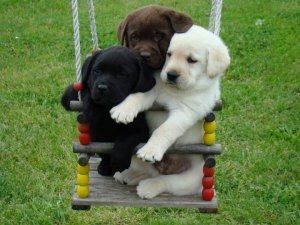 Labrador-Welpen suchen ein liebevolles Zuhause