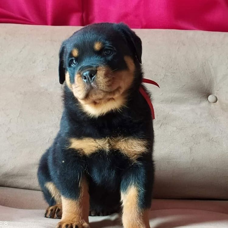 Labrador-Welpen suchen ein liebevolles Zuhause