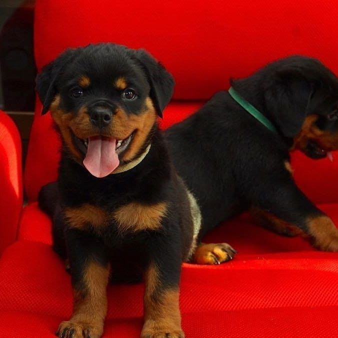 Labrador-Welpen suchen ein liebevolles Zuhause
