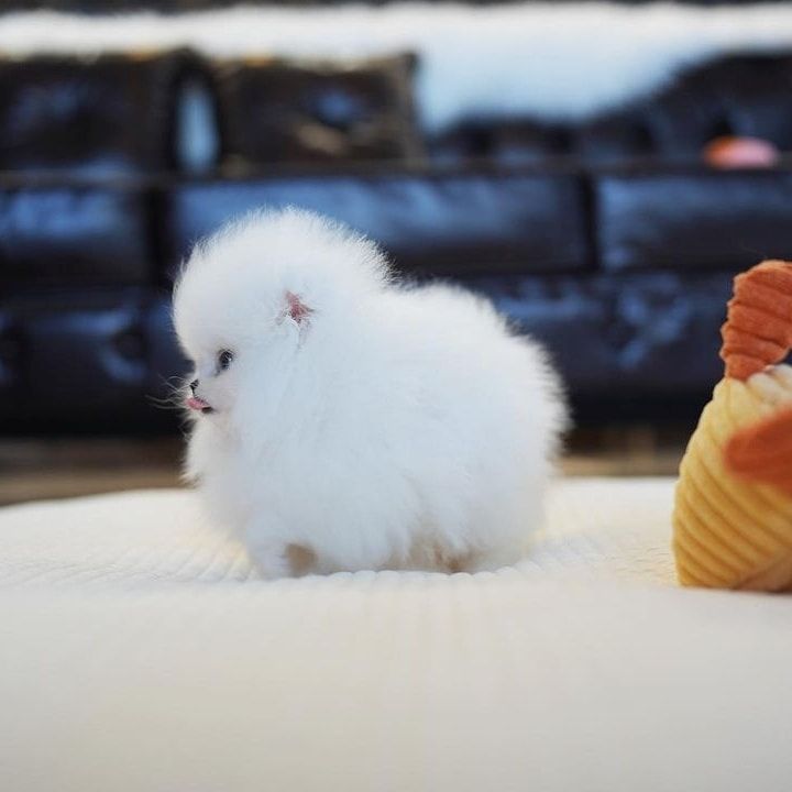 Reinrassige Pomeranian Zwergspitz Welpen