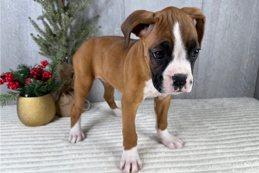 Boxer Welpen. WhatsApp: +44 7469 456352