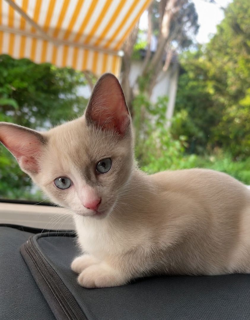 Siam Kitten abgabebereit