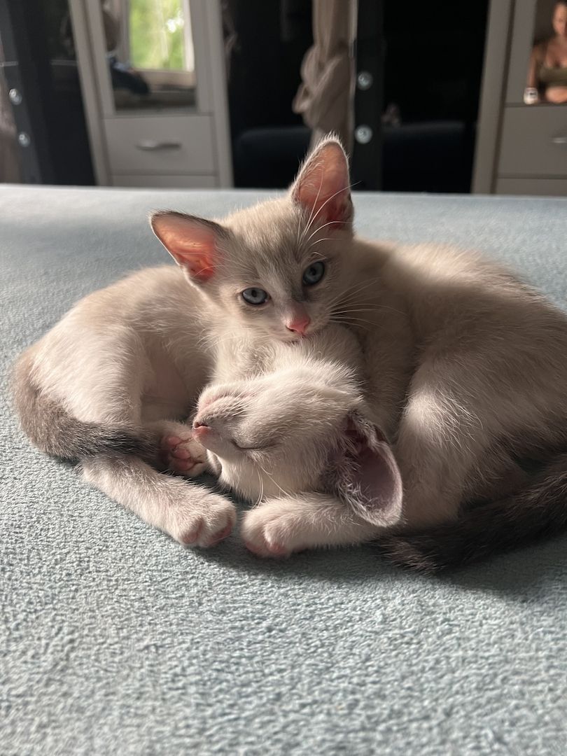 Siam Kitten abgabebereit