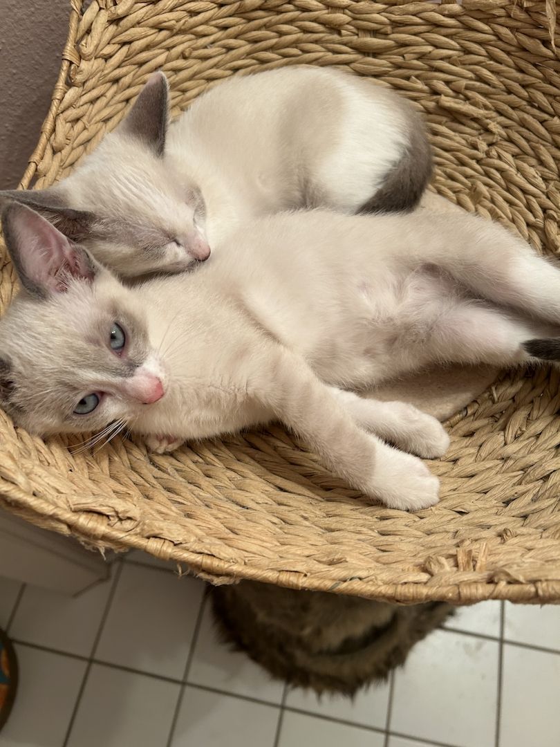 Siam Kitten abgabebereit