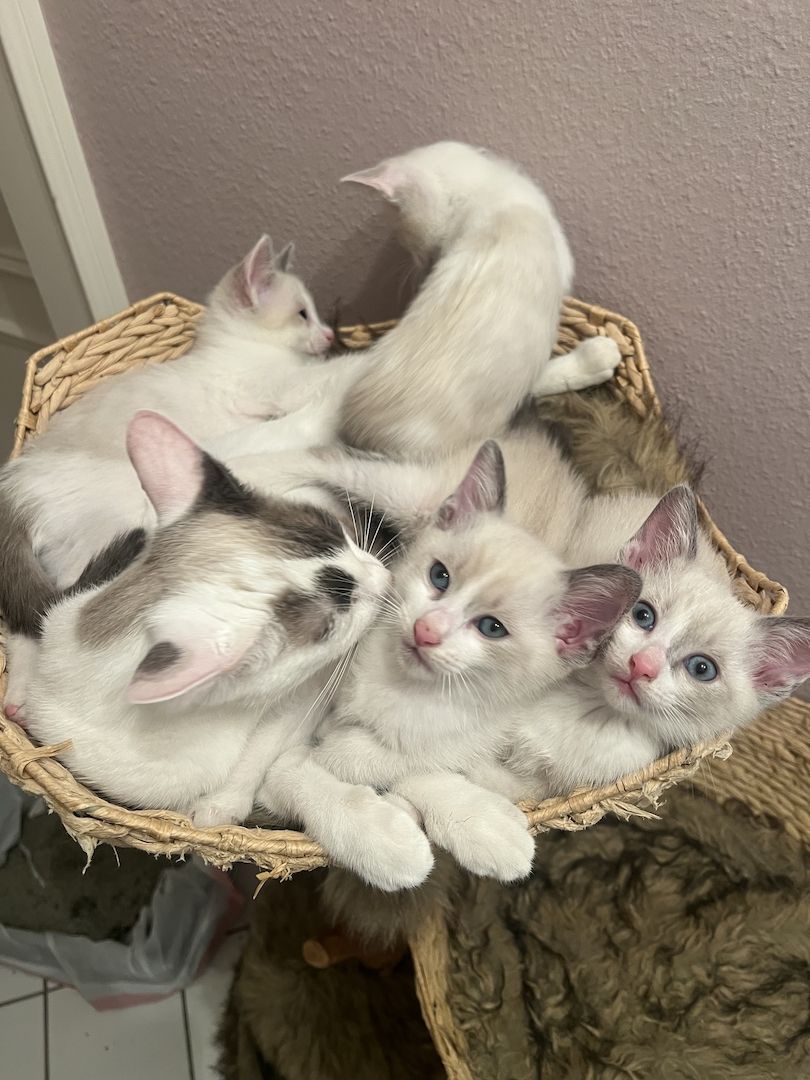 Siam Kitten abgabebereit