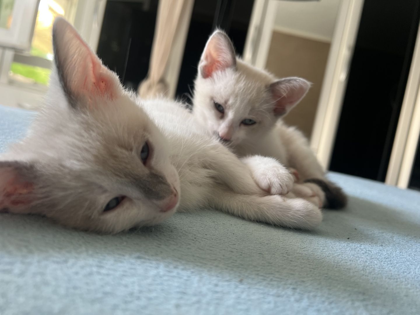 Siam Kitten abgabebereit