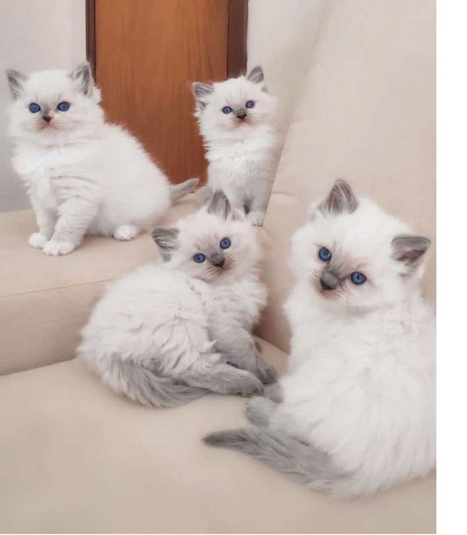 Wunderschöne Ragdoll-Kätzchen.