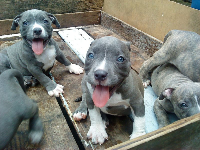 Liebliche Pitbull-Welpen suchen ein gutes Zuhause
