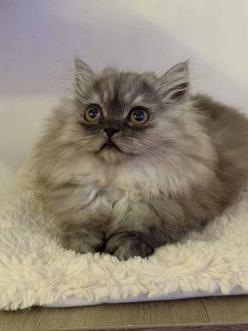 Graues Perser-Kitten Mädchen sucht liebevolles Zuhause