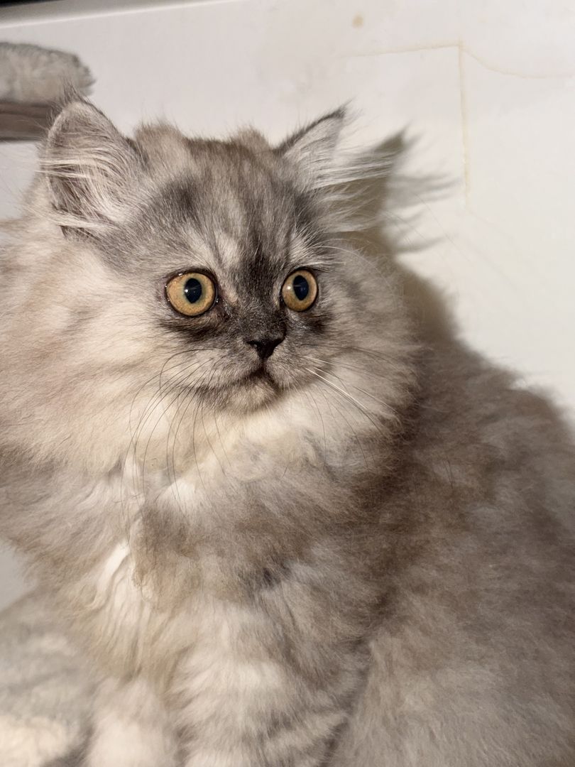 Graues Perser-Kitten Mädchen sucht liebevolles Zuhause