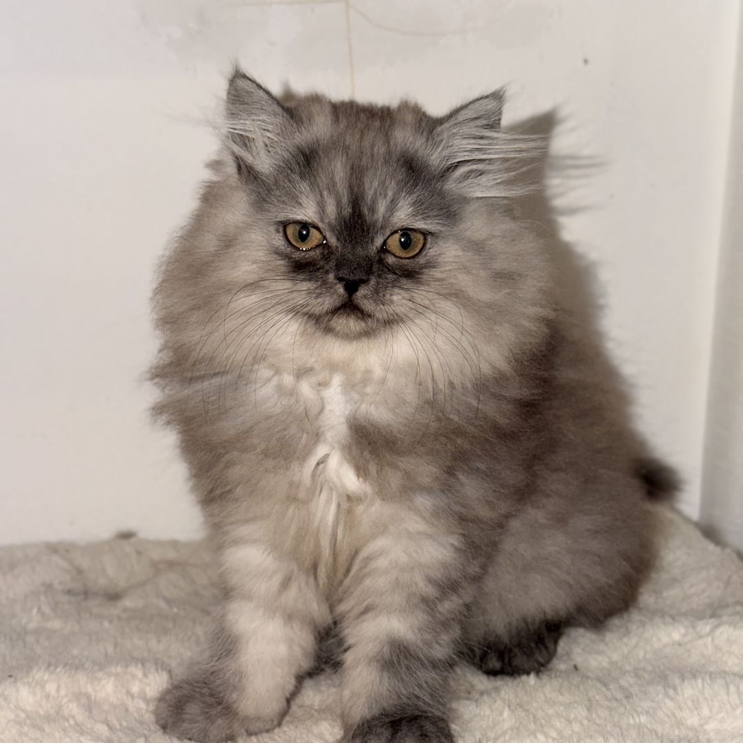 Graues Perser-Kitten Mädchen sucht liebevolles Zuhause