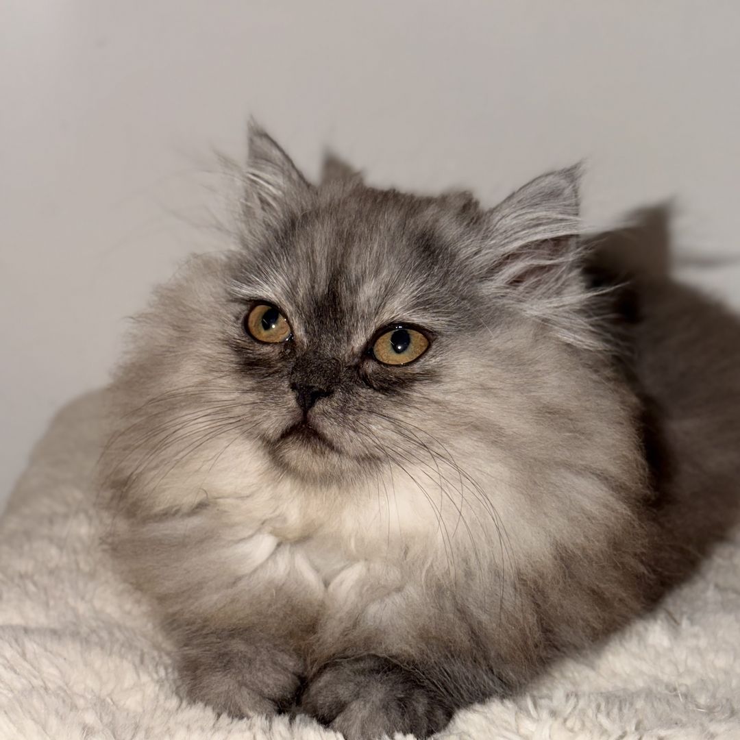 Graues Perser-Kitten Mädchen sucht liebevolles Zuhause